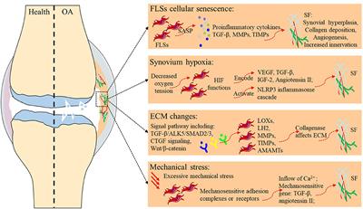 Synovial Fibrosis Involvement in Osteoarthritis